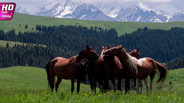 Group of Horses in the Foothills