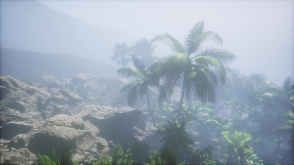 Sunset Beams Through Palm Trees alt