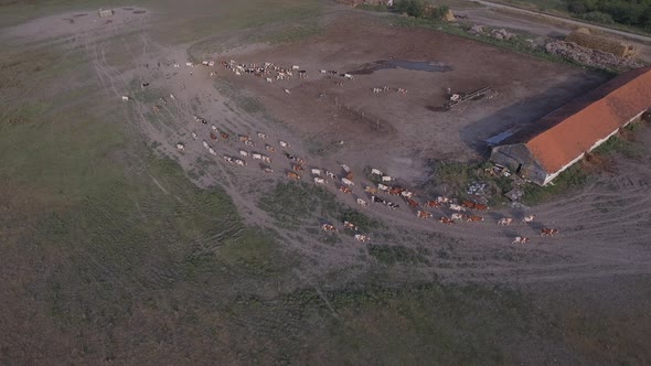 Cows At A Farm