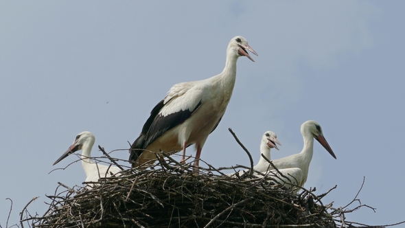 Stork Family in the Nest