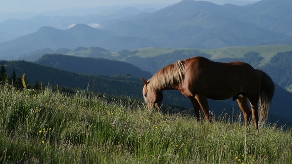 The Mountain Landscape with Grazing Horse