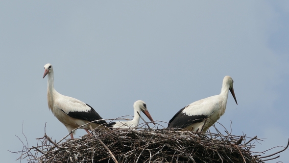 Stork Family in the Nest