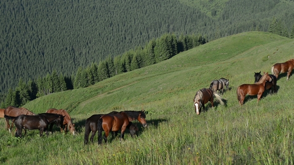 The Mountain Landscape with Grazing Horse