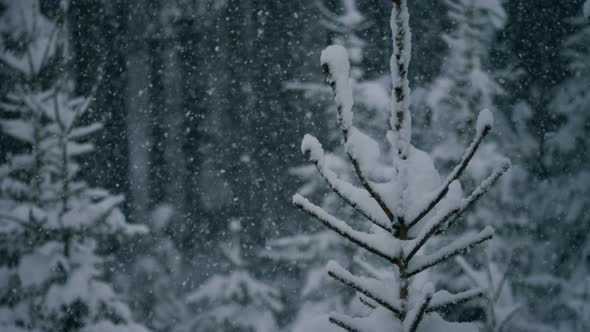 Tree With Snow