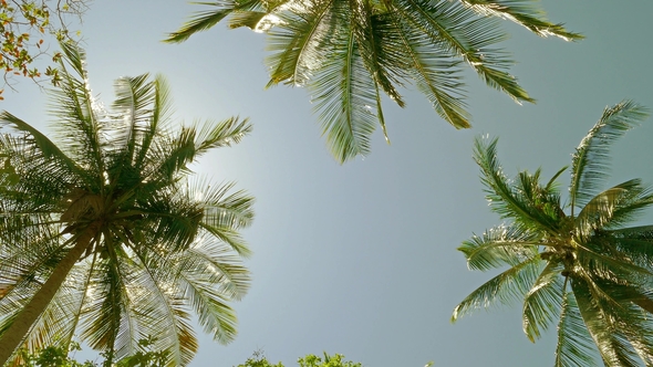 Sun Shining Through Coconut Palm Leaves