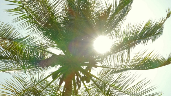 Sun Shining Through Coconut Palm Leaves,