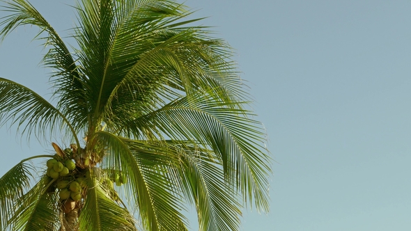 Coconut Palm Under Sky,