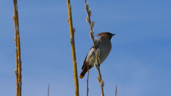 Waxwing Sitting on Pussy Willow Branch and Eating