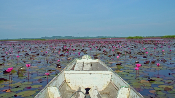 Riding Wooden Longtail Boat Among Red Lotus Flowers. Front View at Thale Noi Waterfowl Reserve Lake