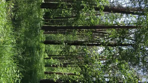 Vertical Video Aerial View Inside a Green Forest with Trees in Summer