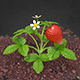 Strawberries Animated - 3DOcean Item for Sale