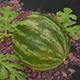 Watermelon Animated - 3DOcean Item for Sale