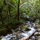 Creek in Jungle - VideoHive Item for Sale