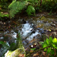 Creek in Jungle - VideoHive Item for Sale