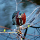 Green Heron - VideoHive Item for Sale
