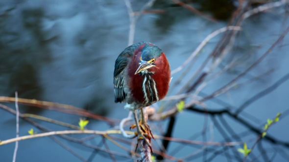 Green Heron