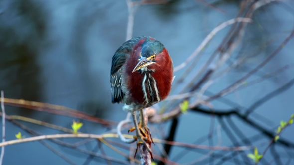 Green Heron