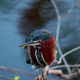 Green Heron - VideoHive Item for Sale