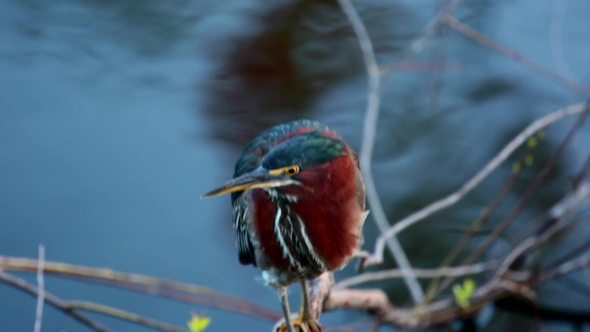 Green Heron