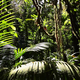 Jungle in Costa Rica - VideoHive Item for Sale
