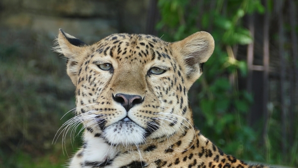 Jaguar  Portrait