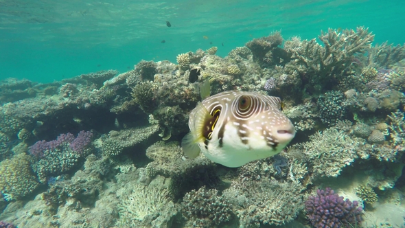 Black Spotted or Dog Faced Puffer Fish in Red Sea