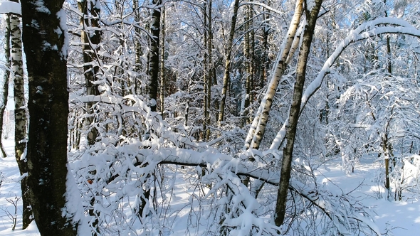 Snowy Branches in Forest. Winter Fairy Background