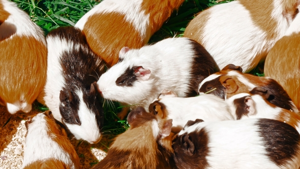 Guinea Pigs Eating Food