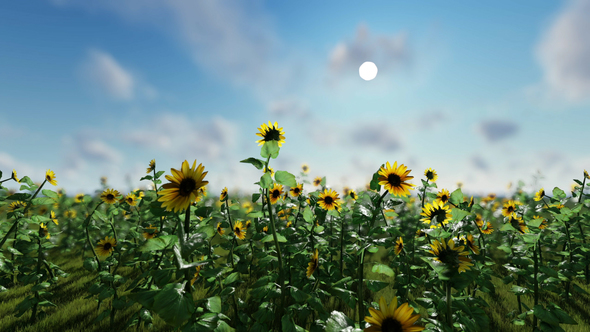 Sunflower Field