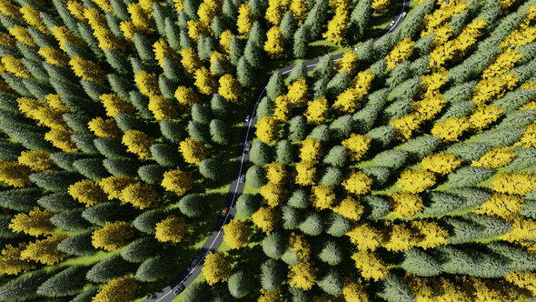 Bend Road among the Forest alt