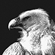 Sketch Art B&W Photoshop Action - GraphicRiver Item for Sale
