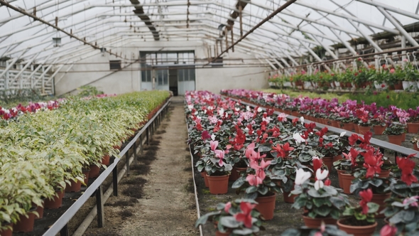 View of Different Colourful Kinds of Flowers in Greenhouse