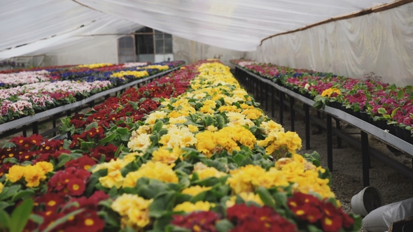 View of Different Colourful Kinds of Flowers in Greenhouse .