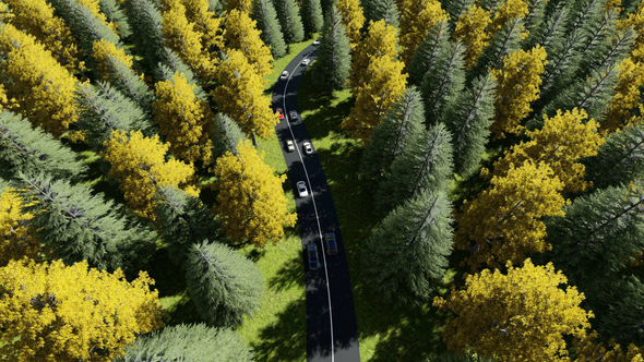 The Road in the Forest alt