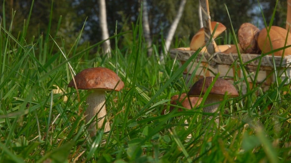 Picking Mushrooms in the Forest Glade