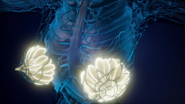 Human Body with Visible Glow Mammary Gland alt