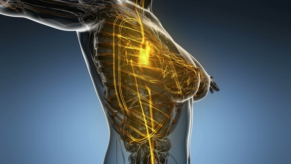 Human Body with Glow Blood Vessels alt