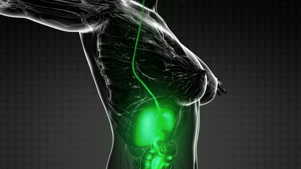 Human Body with Visible Digestive System alt