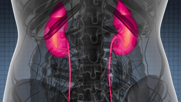 Anatomy Scan of Human Kidneys alt