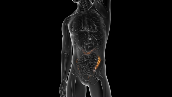 Anatomy Scan of Human Colon alt