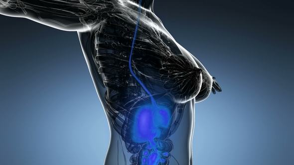 Human Body with Visible Digestive System alt