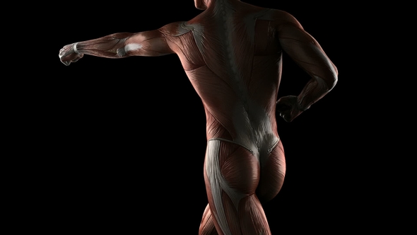 Human Muscle Anatomy alt