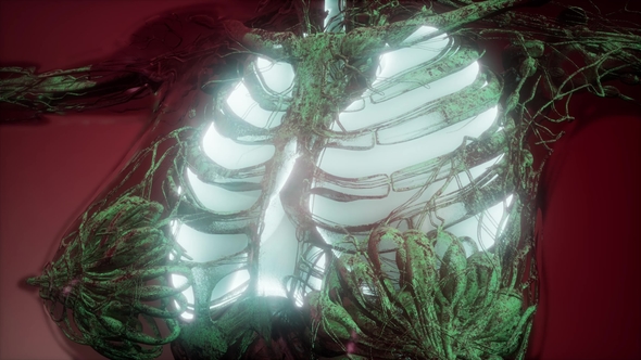 Human Body with Visible Lungs alt