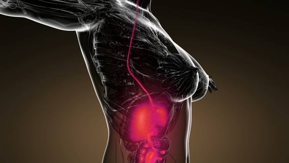 Human Body with Visible Digestive System alt