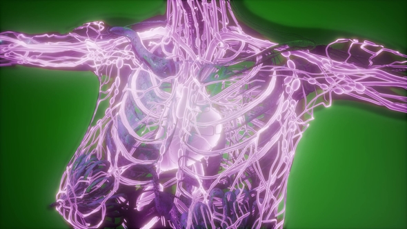 Human Body with Glow Blood Vessels alt