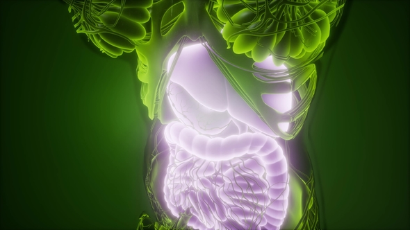 Human Body with Visible Digestive System alt