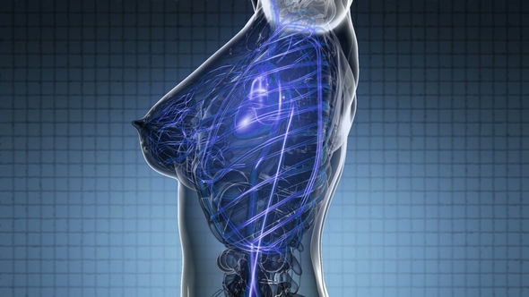 Human Body with Glow Blood Vessels alt