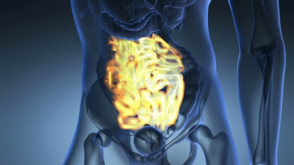 Anatomy Scan of Human Small Intestine alt