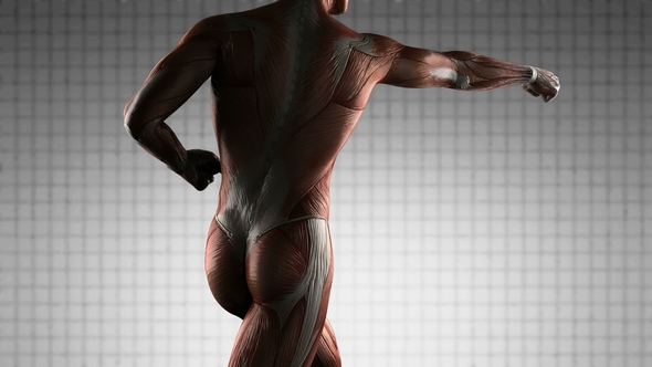 Human Muscle Anatomy alt