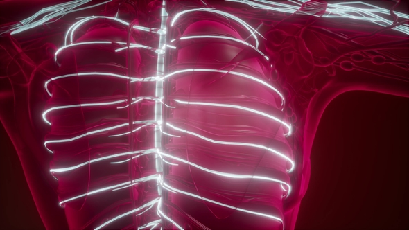 Anatomy of Human Brain alt